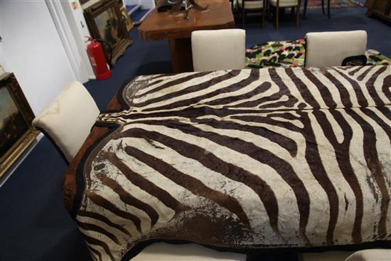 An early 20th century zebra skin rug, 10ft 1in.
